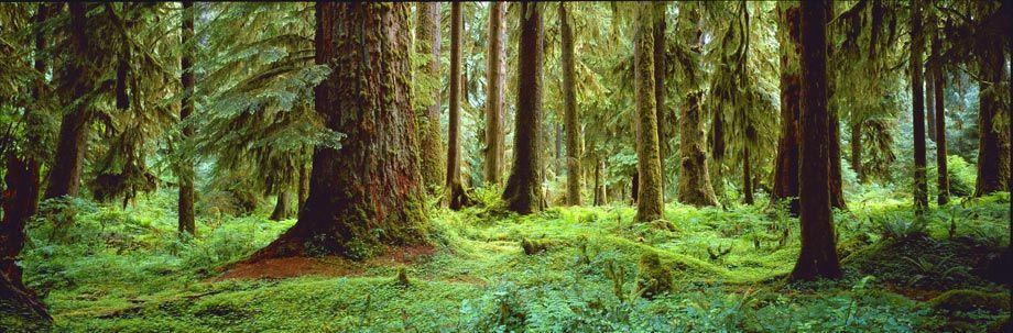 Hall of Mosses, Olympic NP