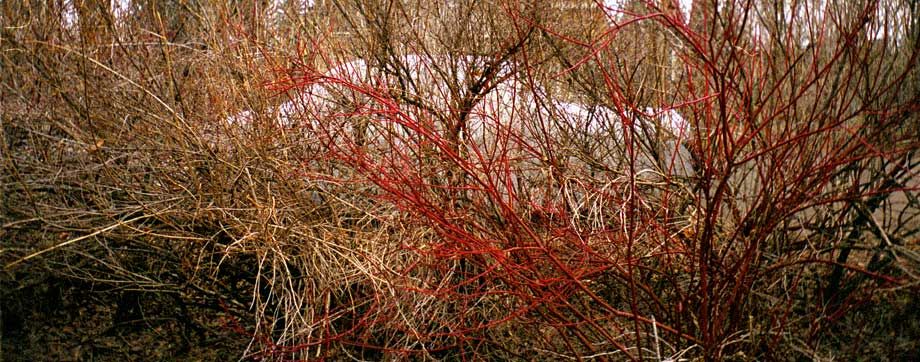 Winter cover on a car by Triangle Park, Aspen, CO Portrait of Mary