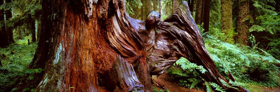 ©Susan G. Drinker 2007 Batman, Olympic NP