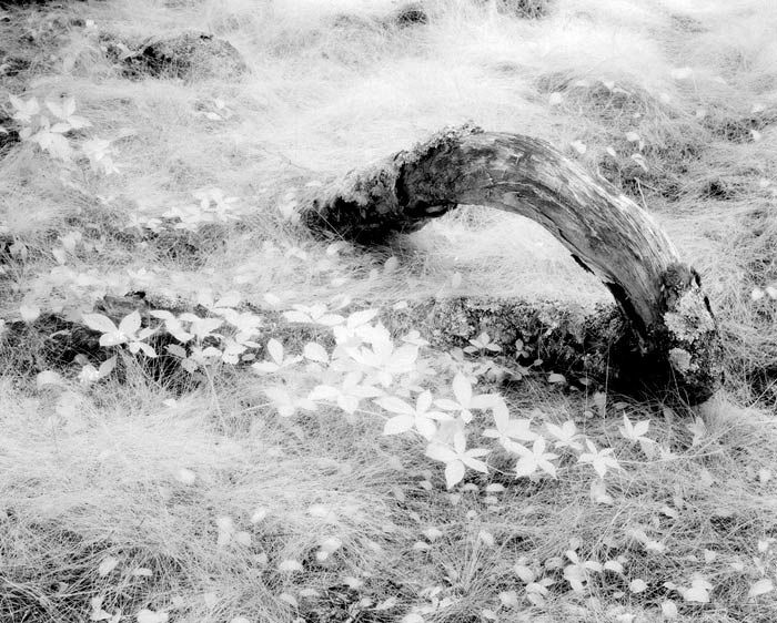 Infra red capture of rotting branch and under-growth, near Rockport, ME Cross Over