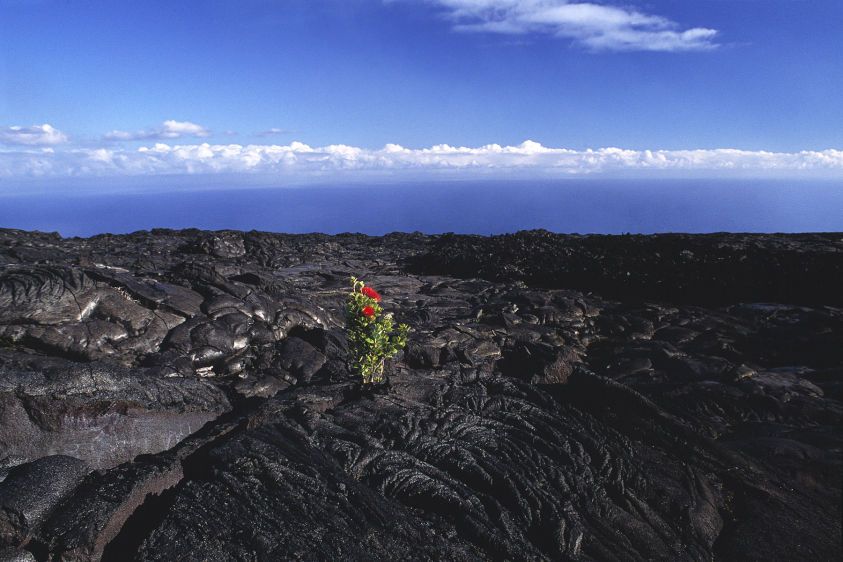 Ohia plant©Dick Durrance II 2008 All Rights Reserved Hawaii Volcanoes National Park