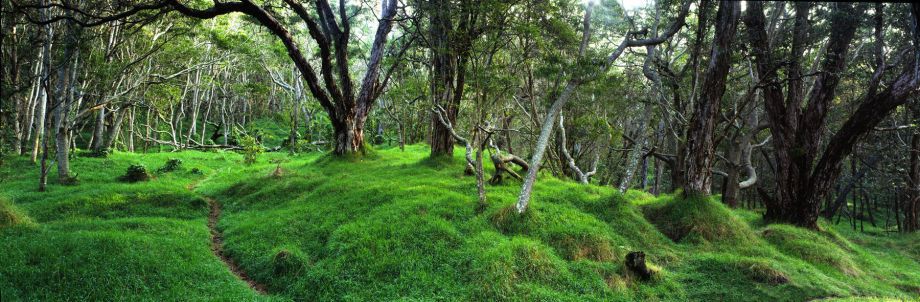 ©Dick Durrance II 1993 All Rights Reserved Volcanoes National Park, HI
