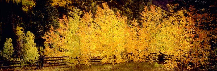 Back lit Aspen trees on the east side of Independance Pass, by Snyder Falls Snyder Falls