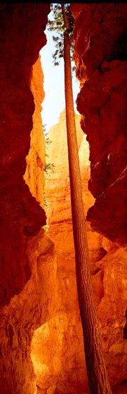 ©Susan G. Drinker 2007 Tall Doug Slot, Bryce Canyon NP
