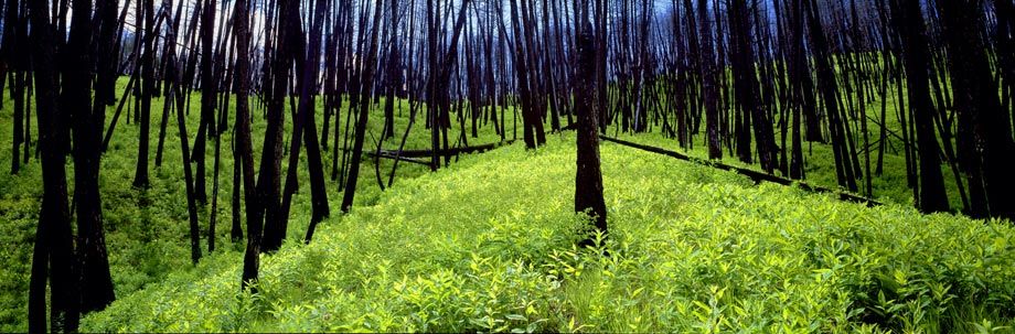 ©Susan G. Drinker 2007 Symphony in "B" Flat, Yellowstone NP