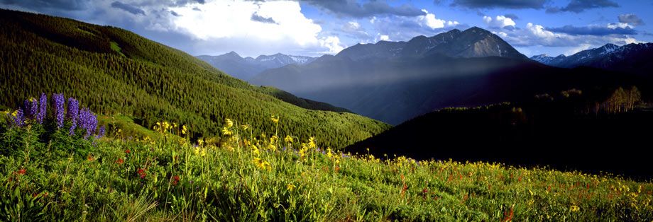 Picnic Point on Aspen mountain just after a storm Daisies & Lupine