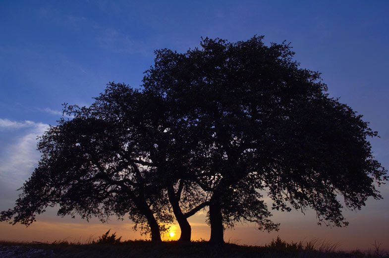 Rancho San Miguel, TX