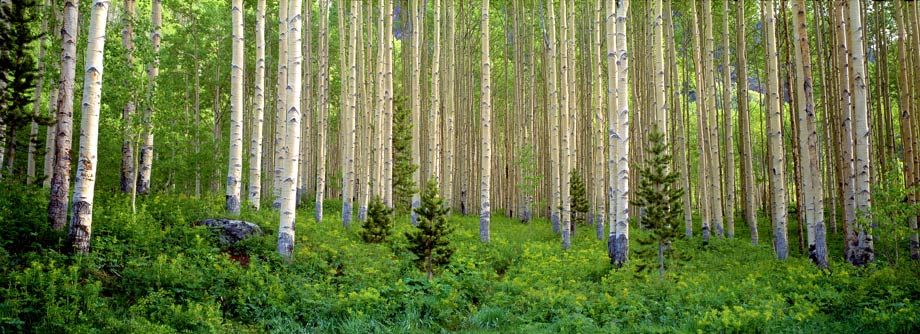 When Maroon Bells still had camp sites... now, it is all a visitor's center Site 43