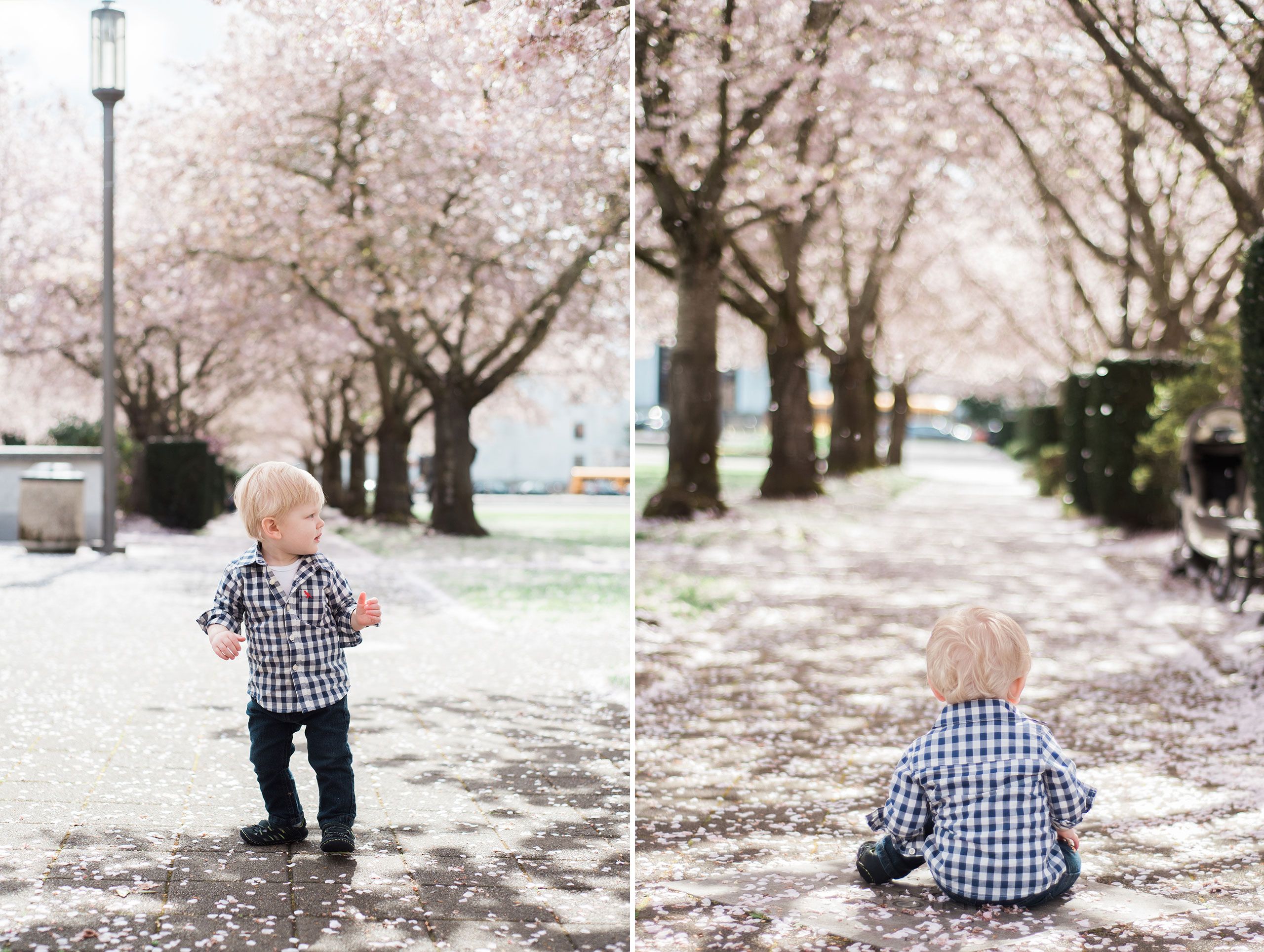 Cherry Blossom photo shoot in Salem, Ore. CherryBlossom.jpg