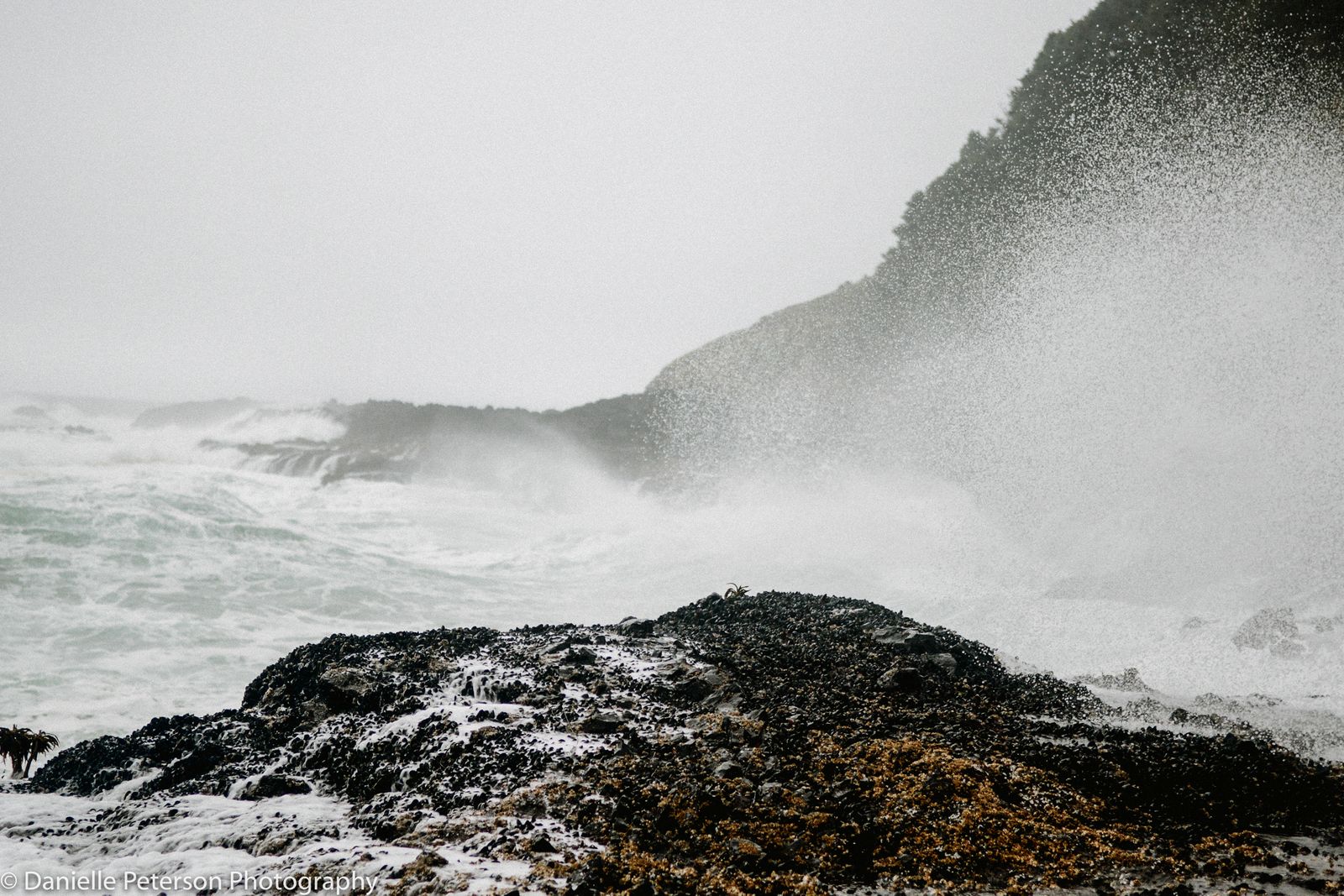 OregonCoast-27948.jpg