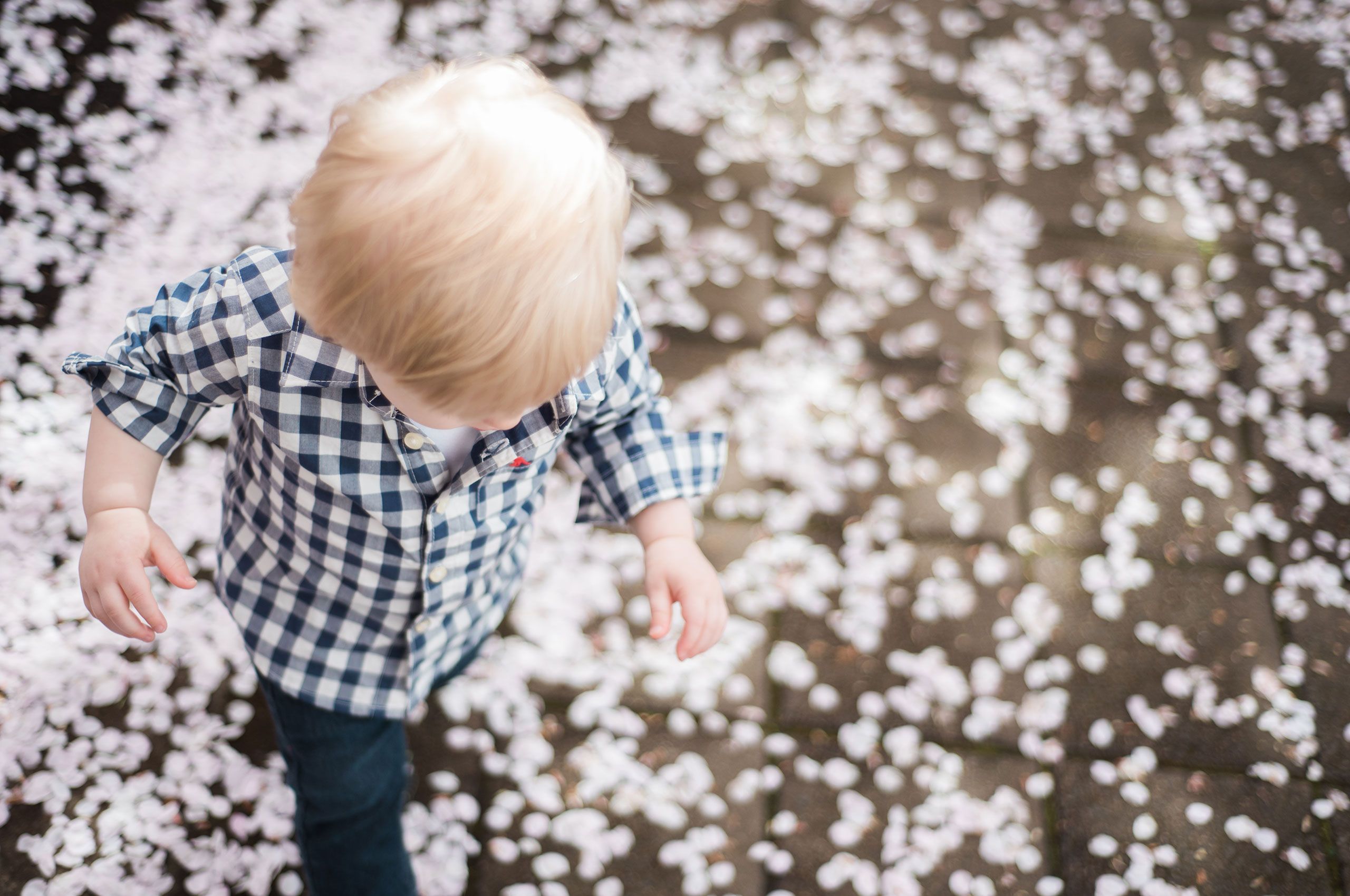 Cherry blossom photo shoot in Salem, Ore. Blossoms3.jpg