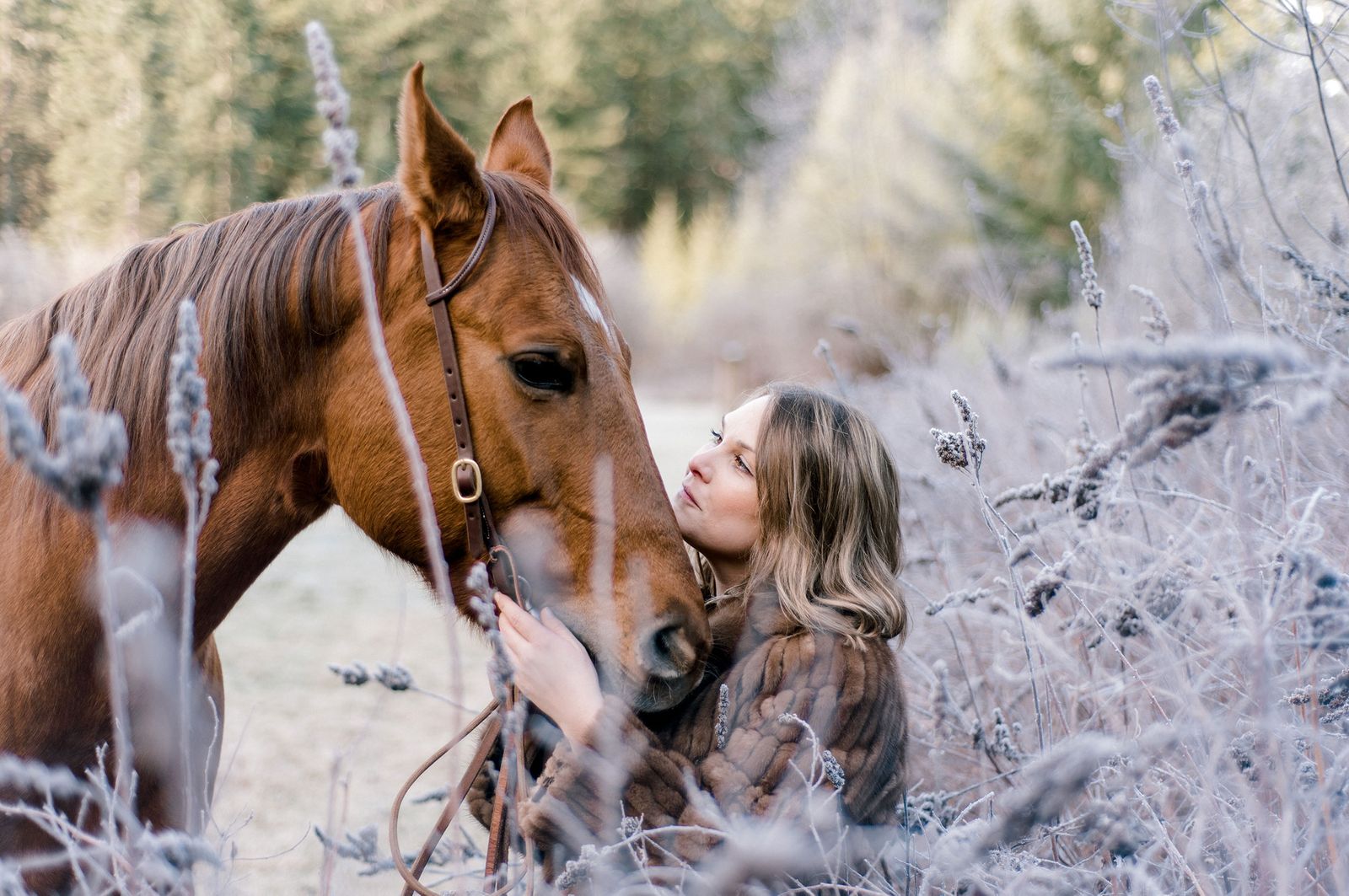 web-horse-4130-2.jpg