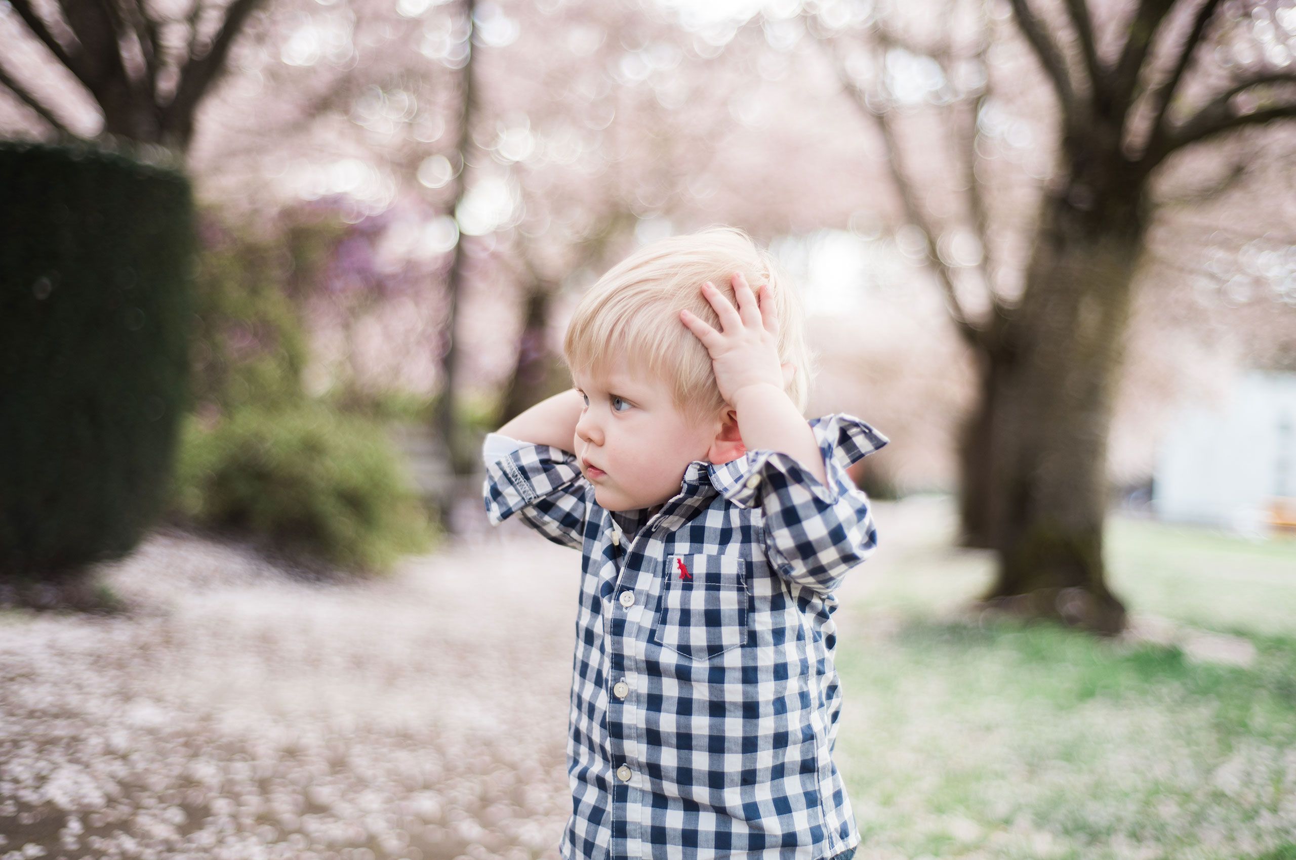 Cherry blossom photo shoot in Salem, Ore. CherryBlossoms8.jpg