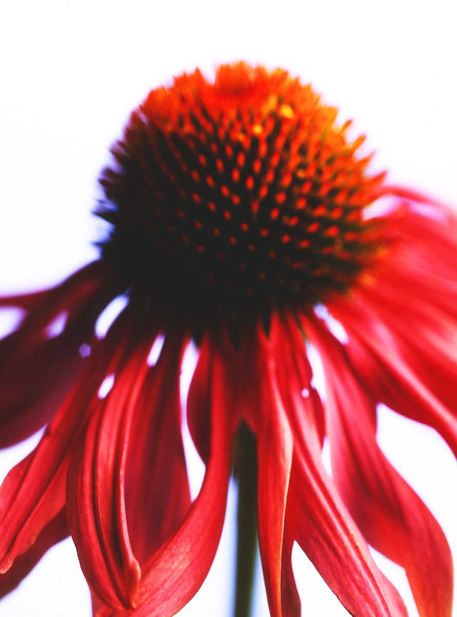 1coneflower.jpg