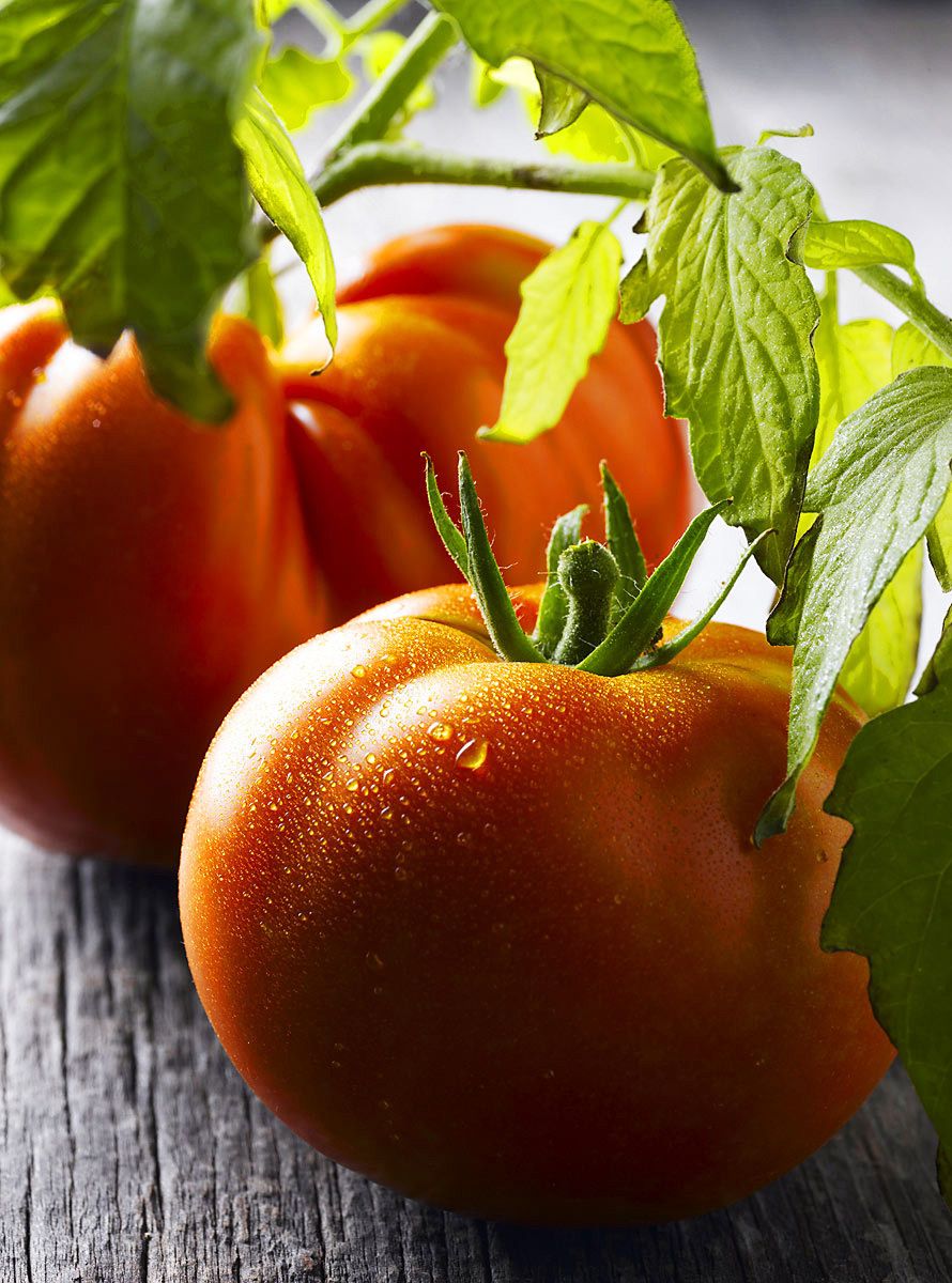 1tomatoes_00037ret2.jpg