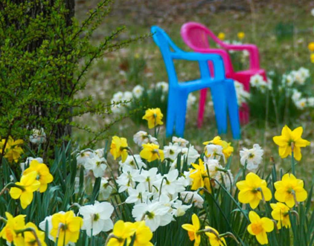 Daffodils and plastic chairs