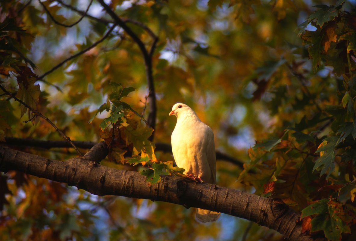 white dove in Autumn