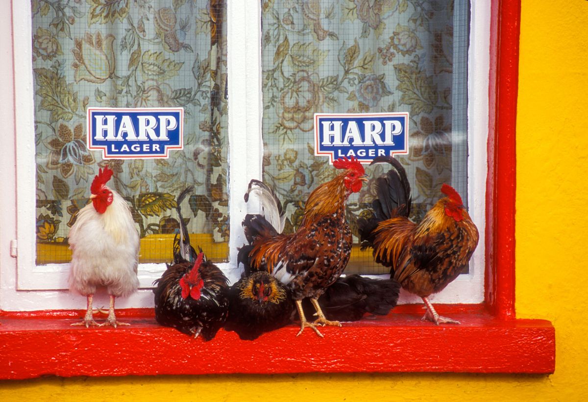 Roosters outside a pub, Inishmore, Ireland
