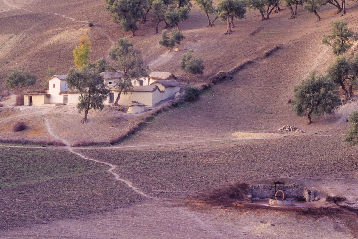 Olive farm outside of Fez, Morocco