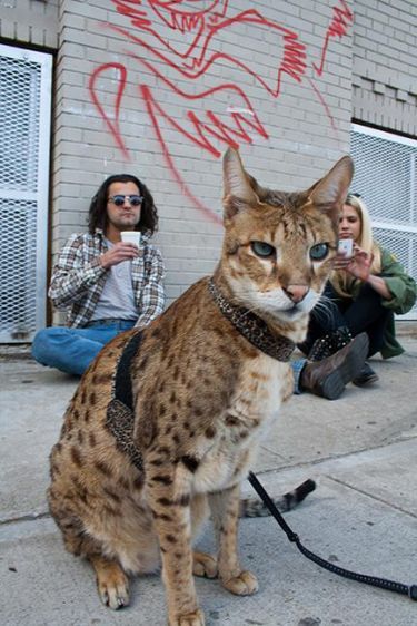 1r11081144_10153159663515782_4676108947109328696_n