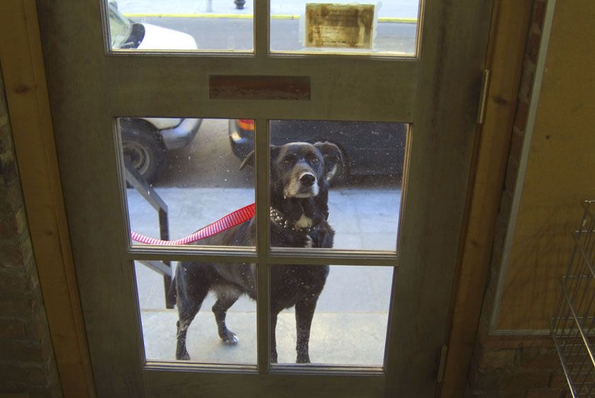 A dog waits for its owner Brooklyn Natural