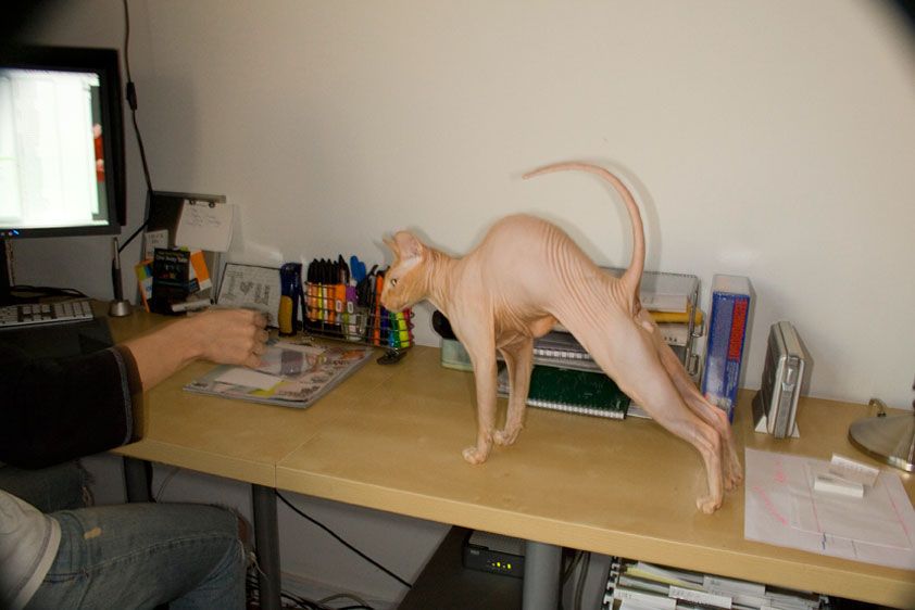 1IMG_1703_Fidel_cat_