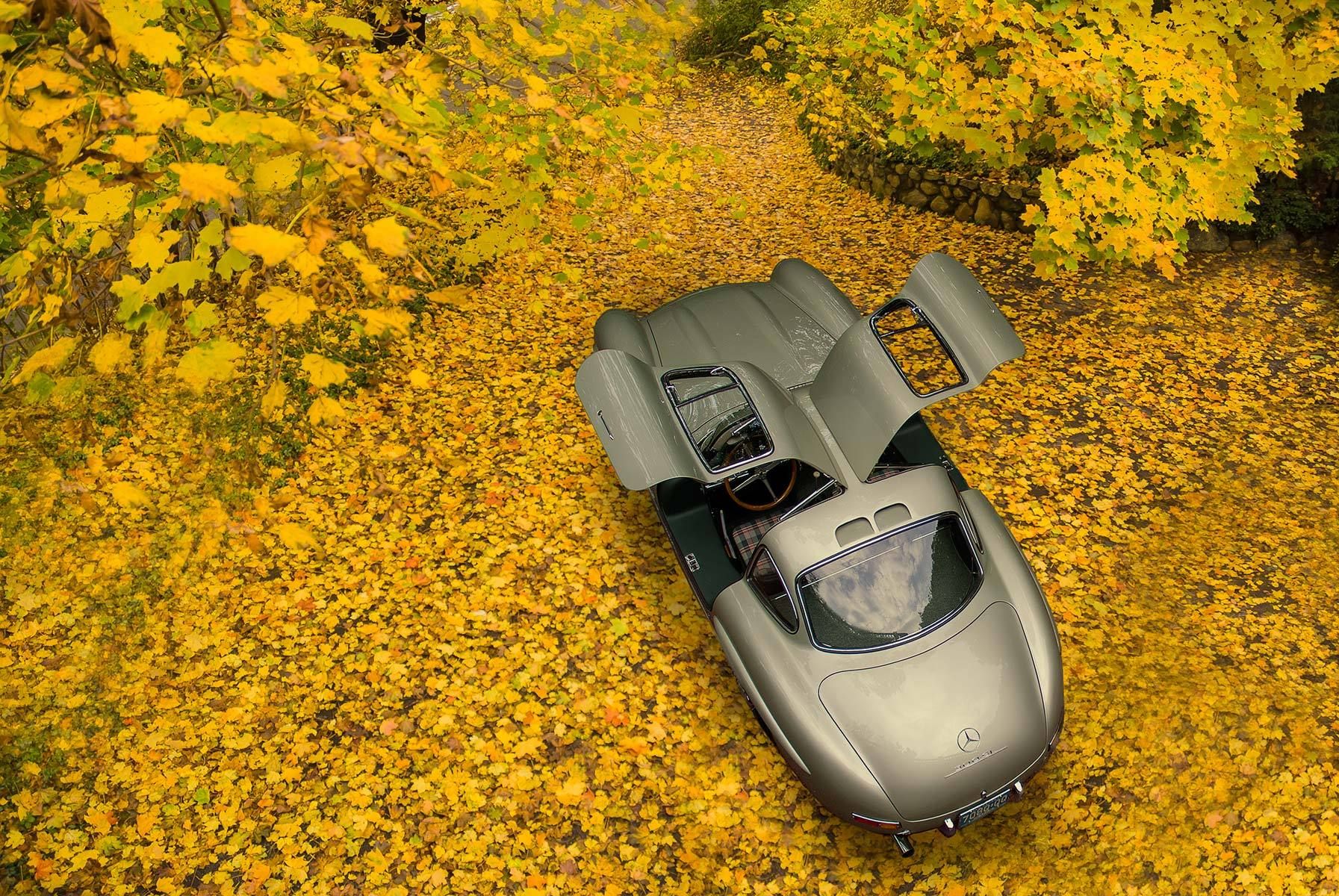 1gullwing042_colored_leaves.jpg