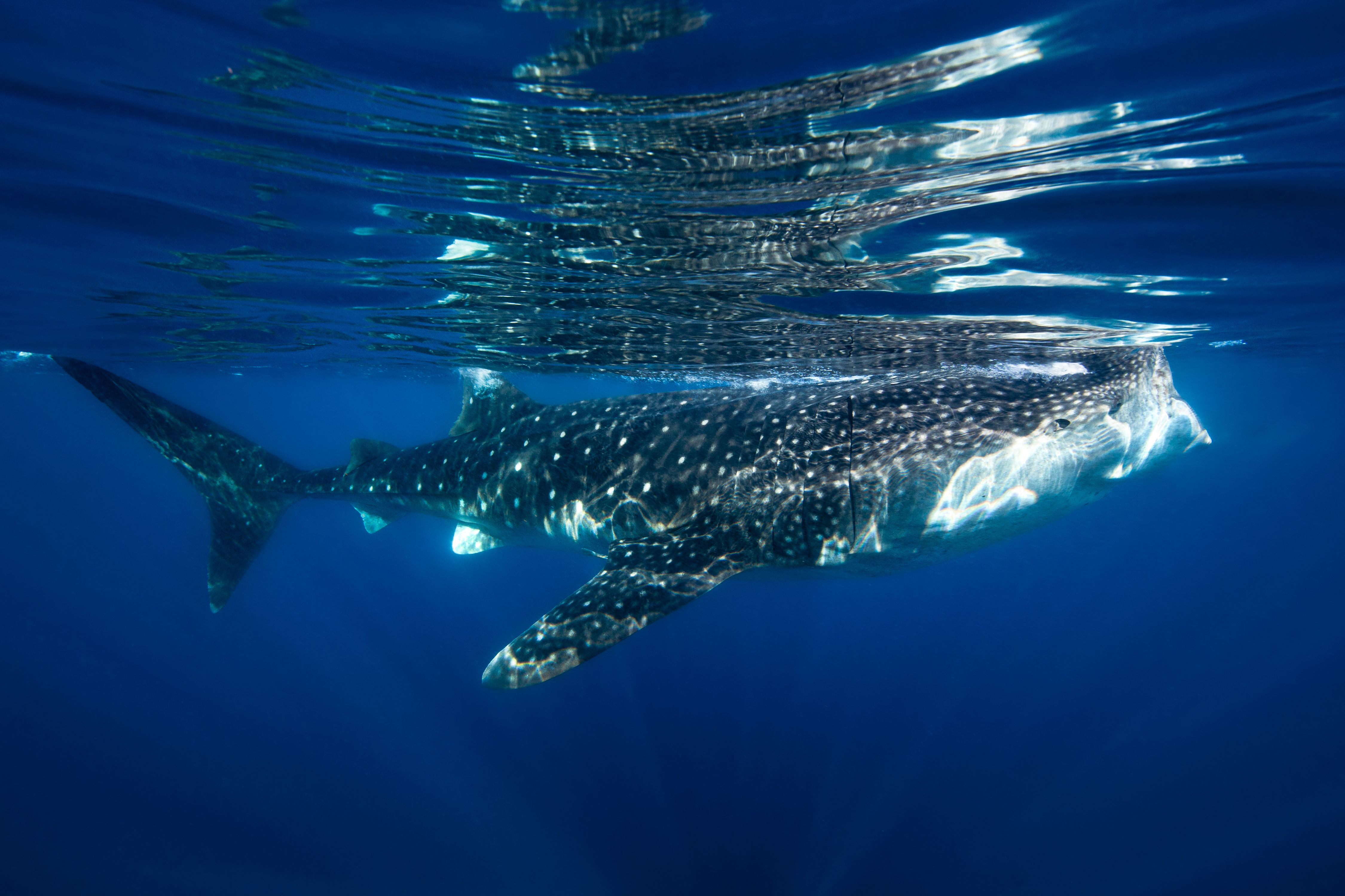 Larger than Life7 (1 of 1).jpg