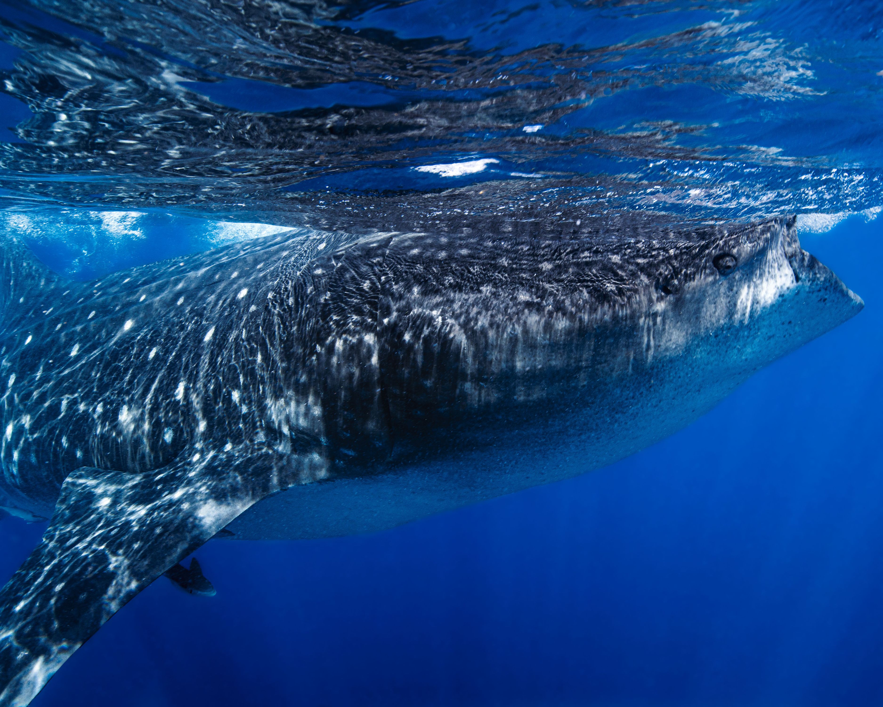 Larger than Life12 (1 of 1).jpg