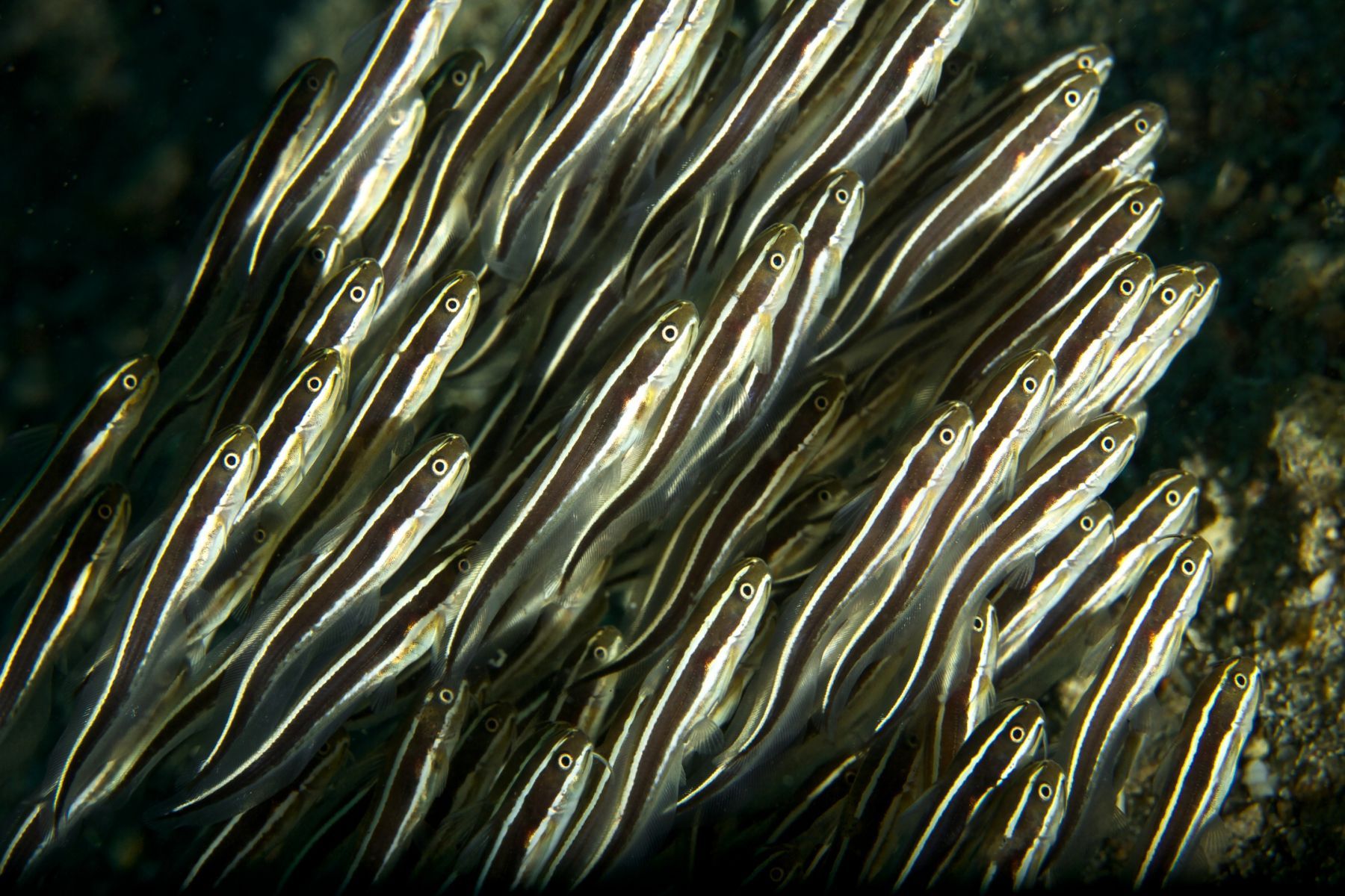 1sea_creatures_and_critters_series9_944