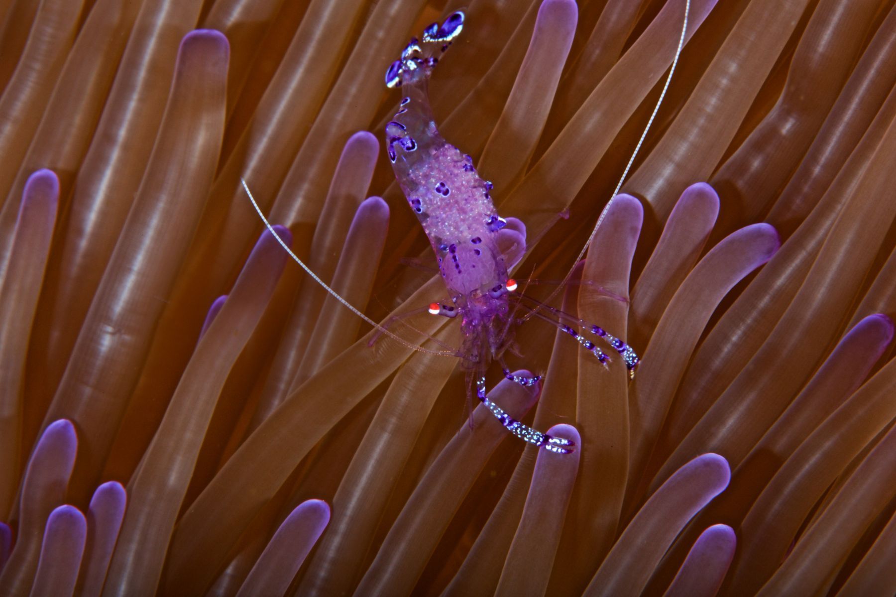 1alien_beings14_3252