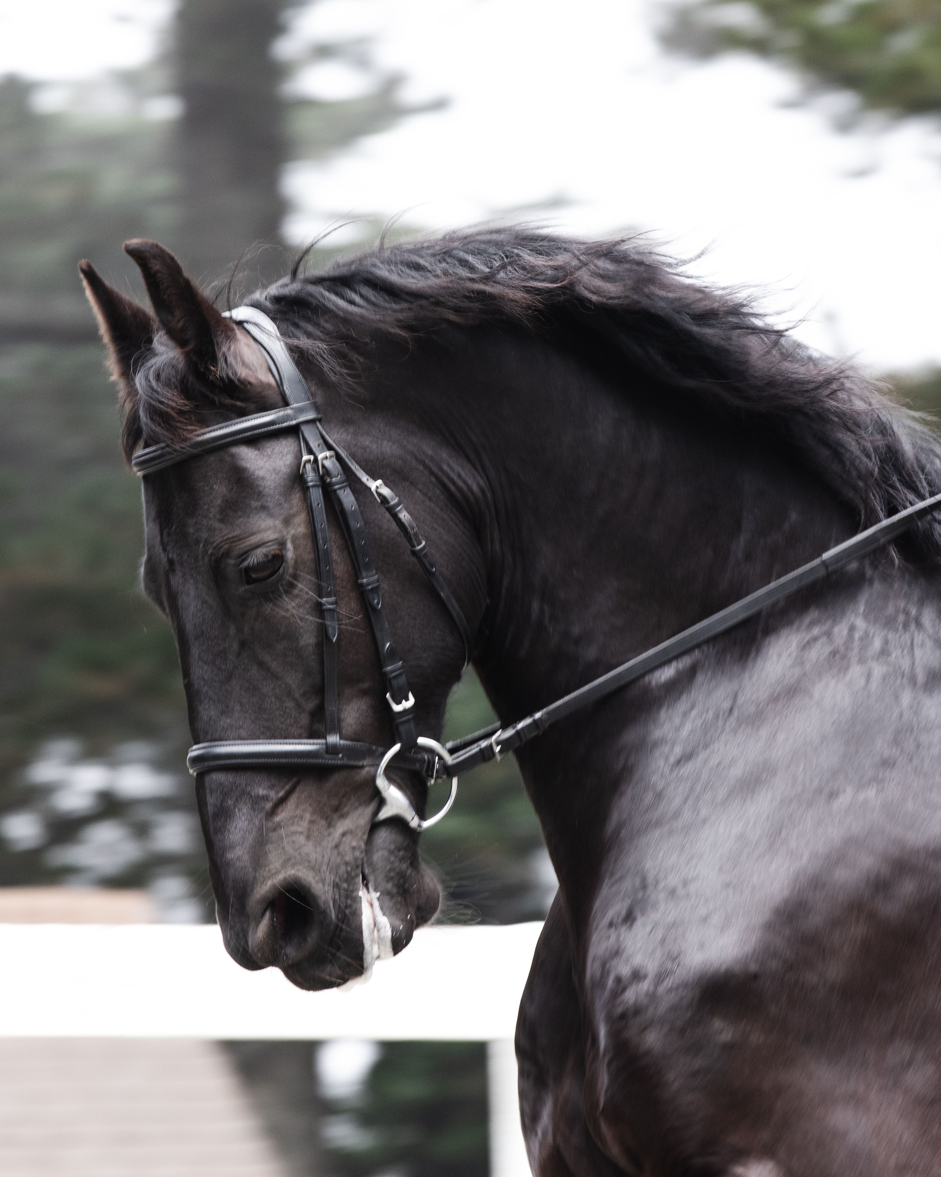 Wild Child10 (1 of 1).jpg