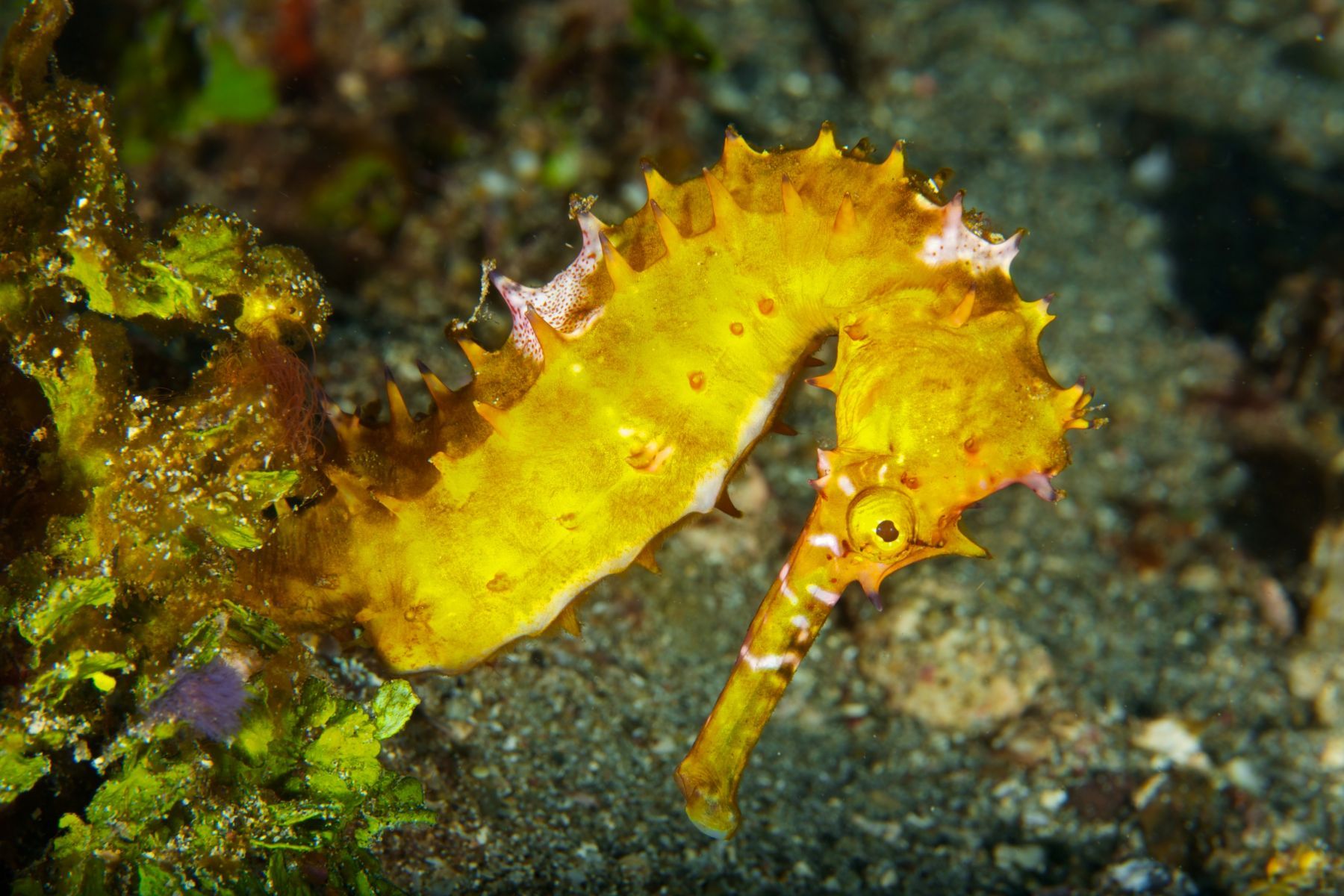 1sea_creatures_and_critters_series11_946