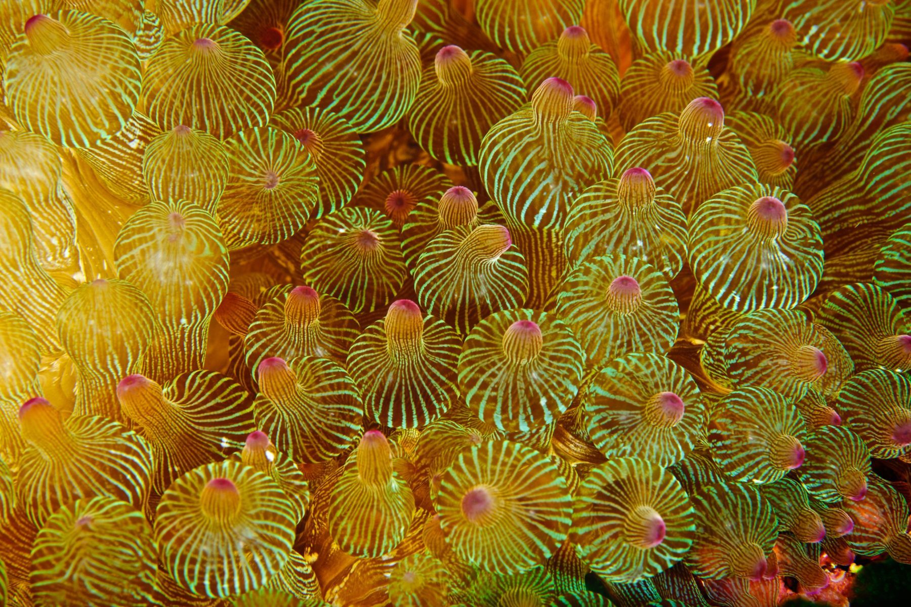 1abstractions_in_the_deep12_987