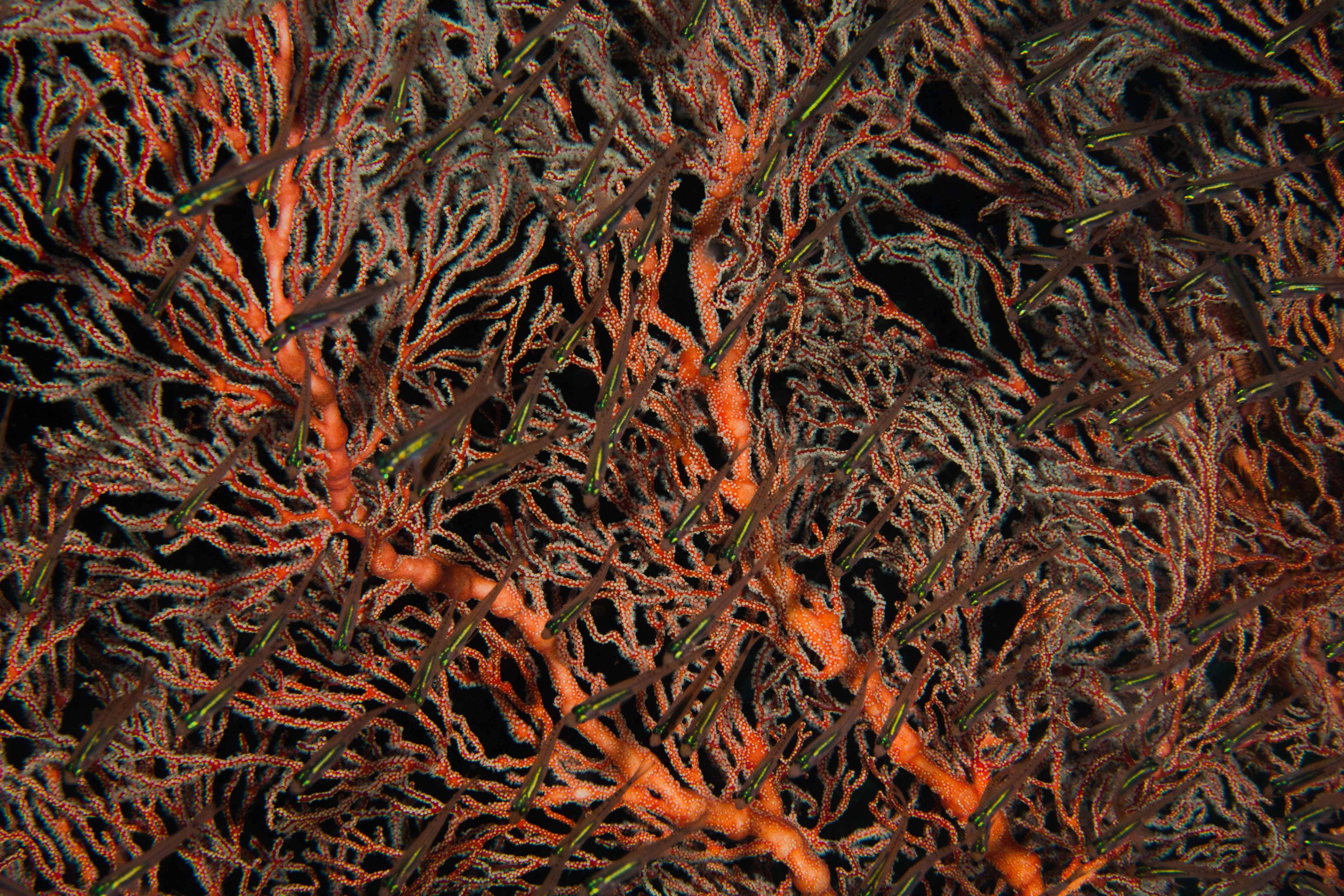 Curiosity19 (1 of 1).jpg