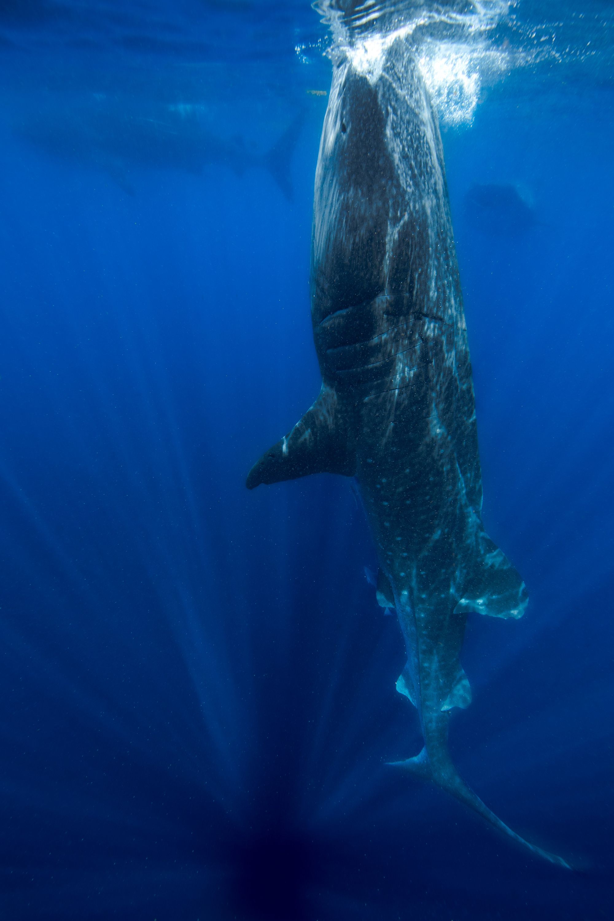 Larger than Life13 (1 of 1).jpg