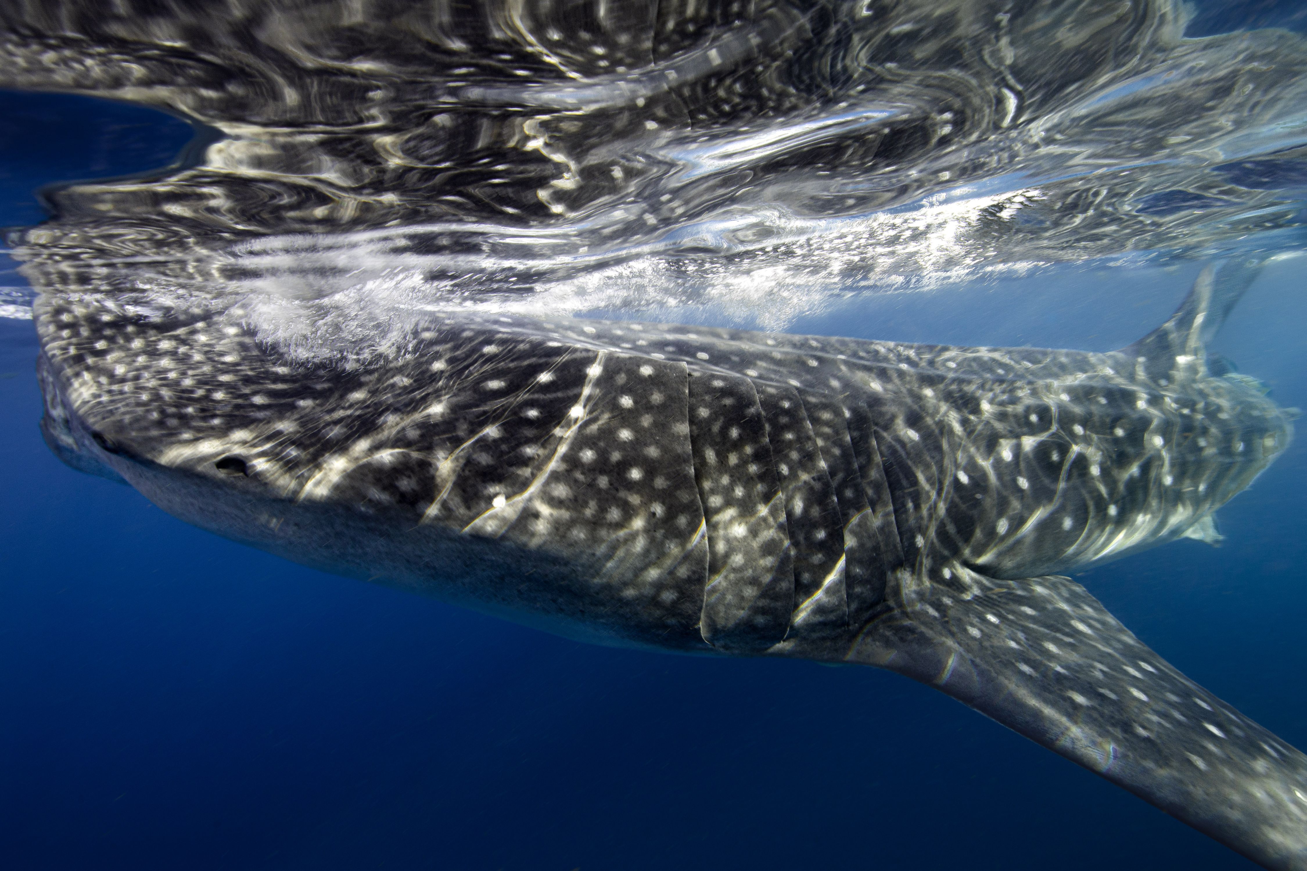 Larger than Life25 (1 of 1).jpg