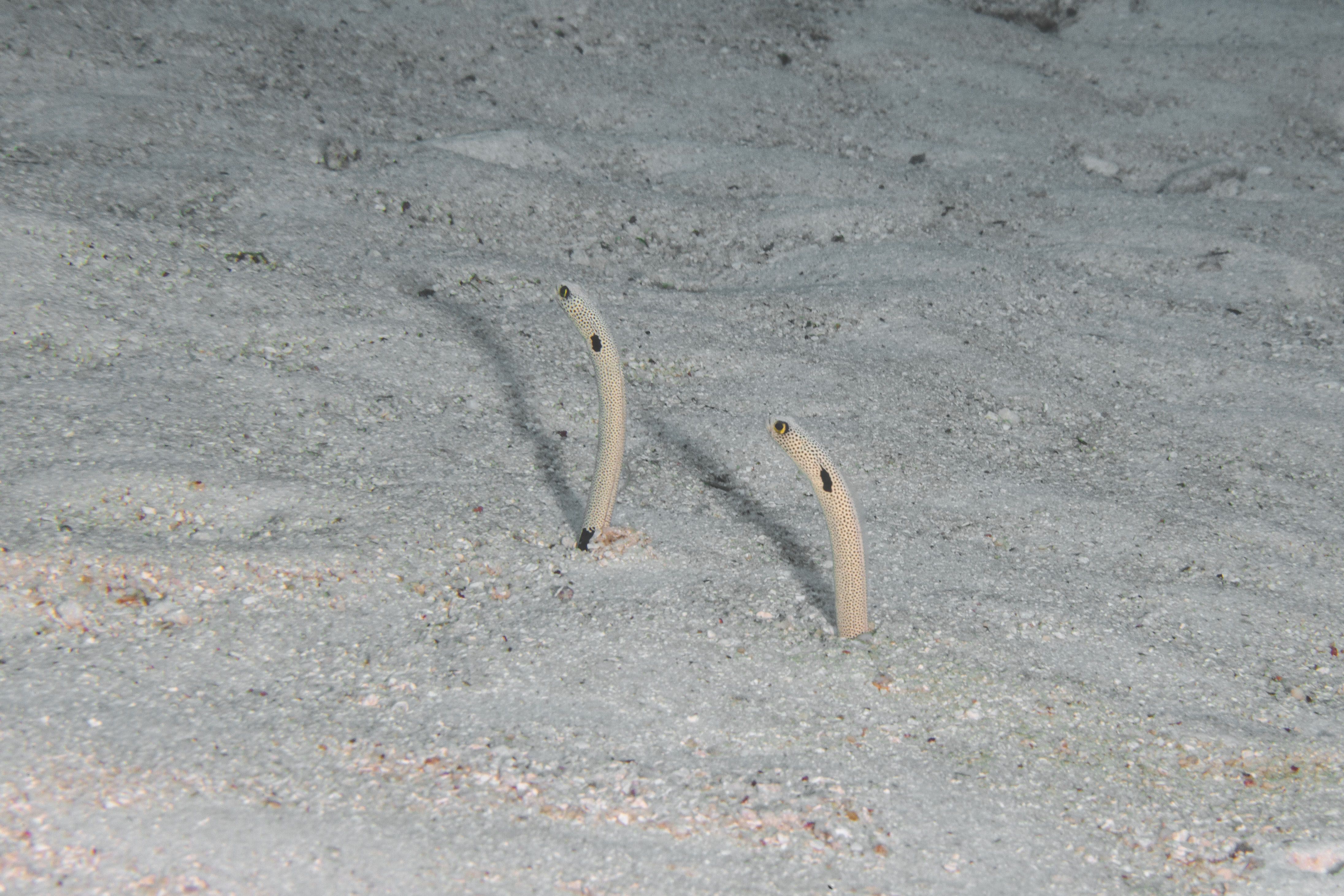 Curiosity16 (1 of 1).jpg