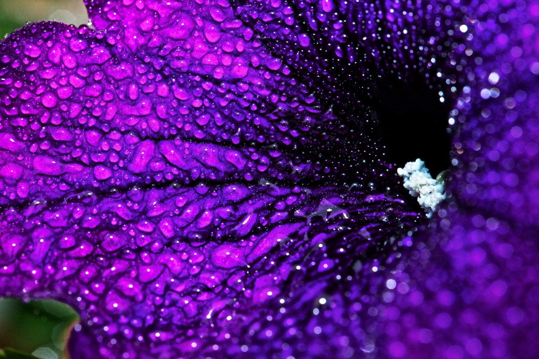 1morning_droplets_15_803