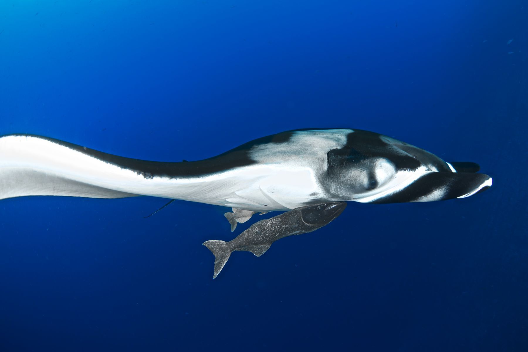 1blue_marvels10_2738