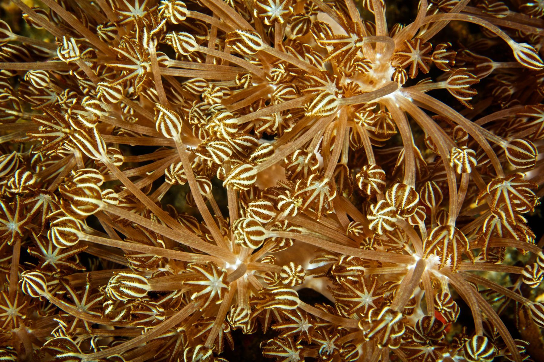 1abstractions_in_the_deep15_1063