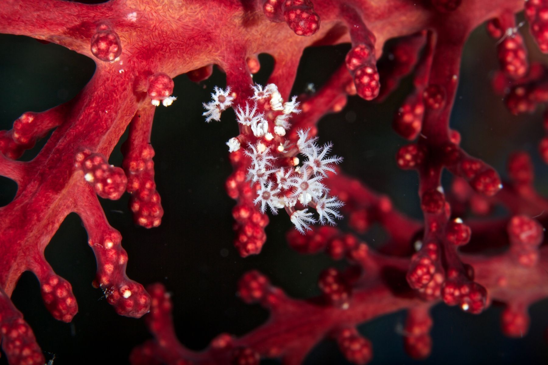 1abstractions_in_the_deep7_982