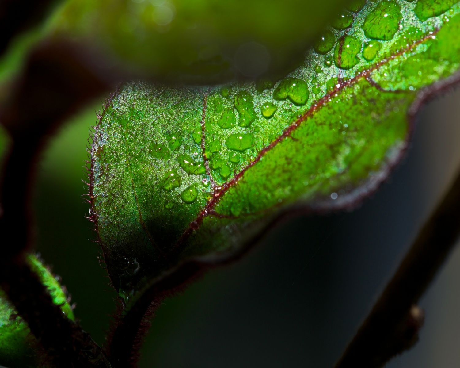 1morning_droplets_8_793