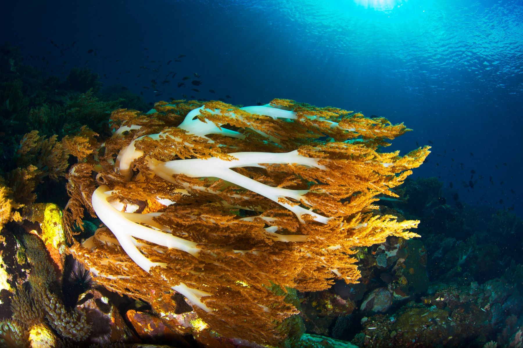 1scenes_from_below_series10_910