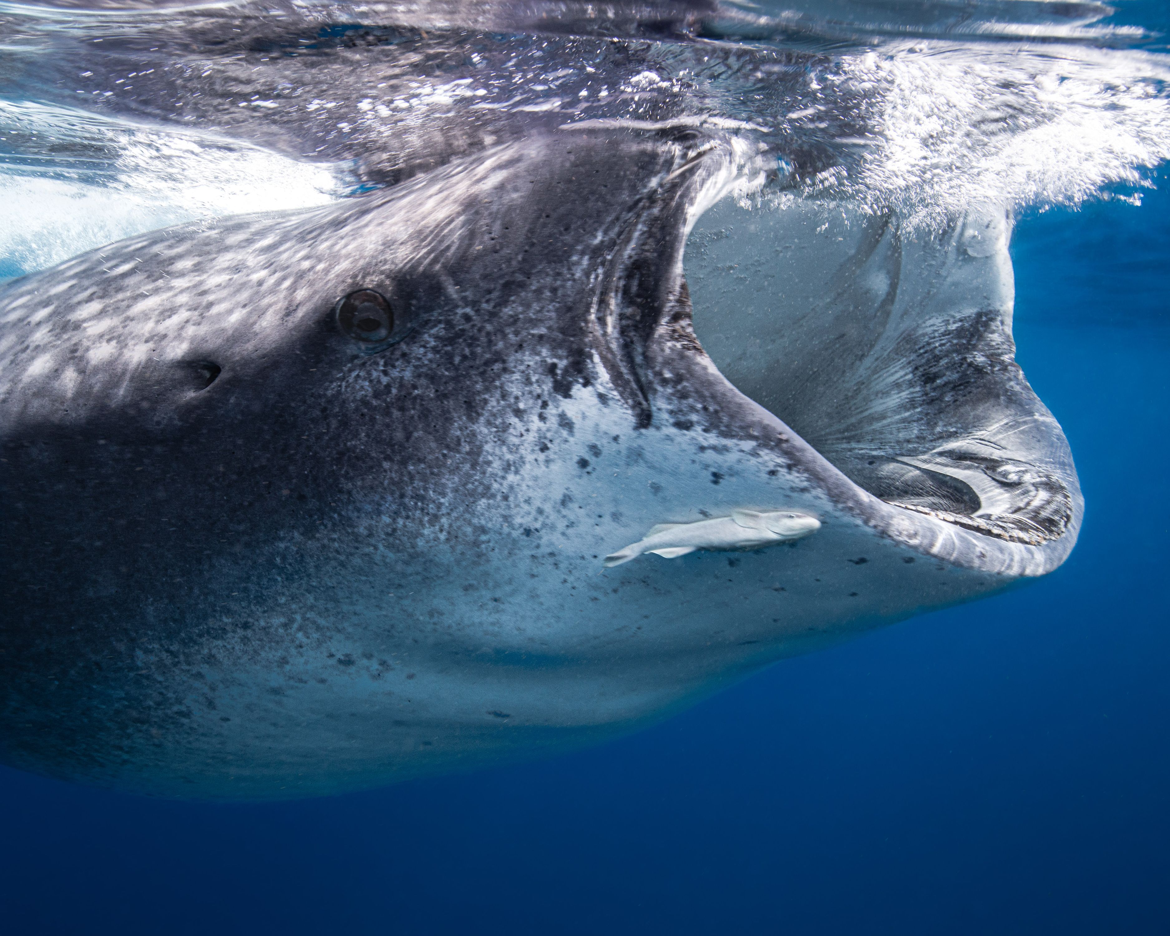 Larger than Life14 (1 of 1).jpg