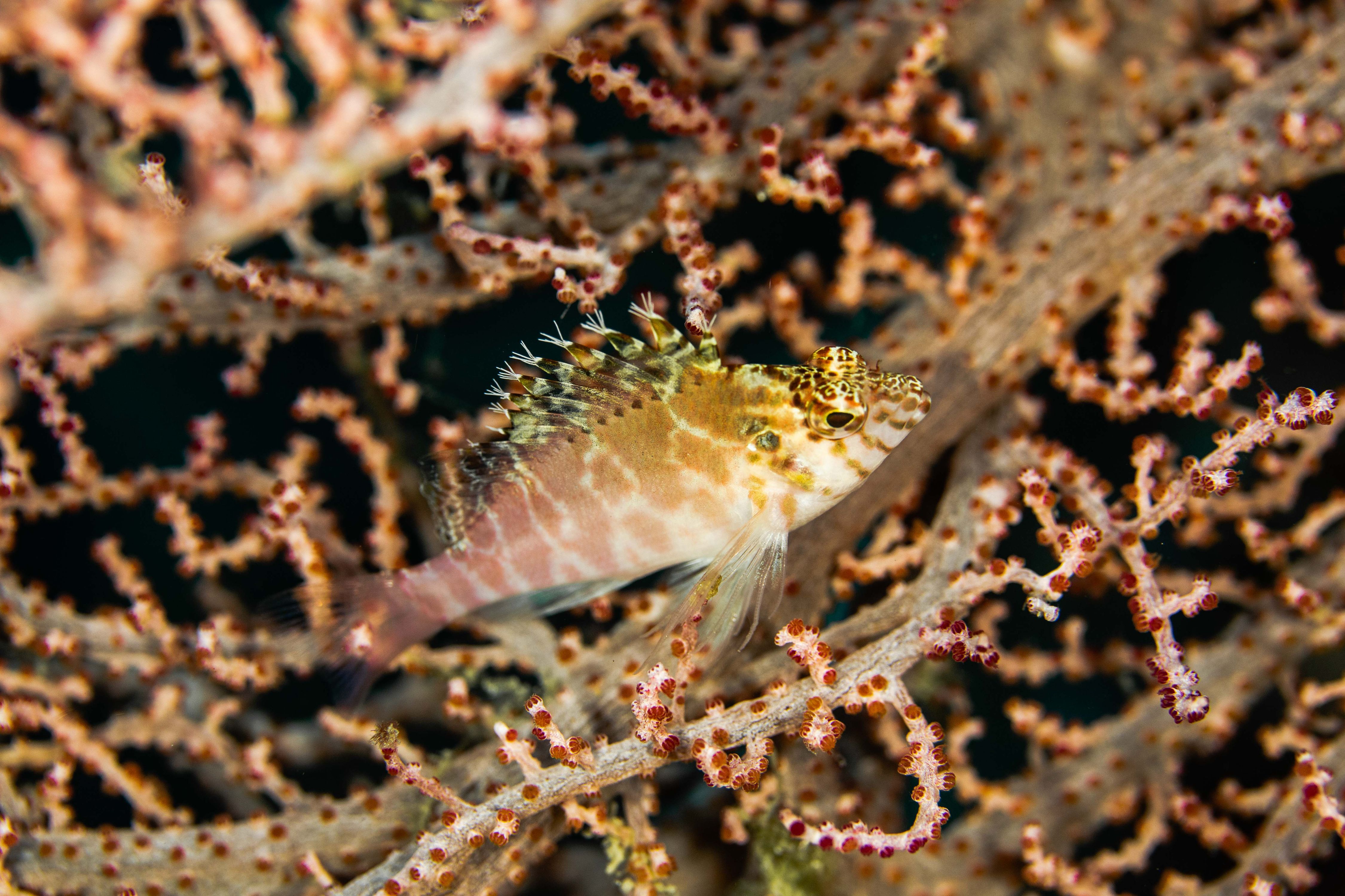 Curiosity9 (1 of 1).jpg