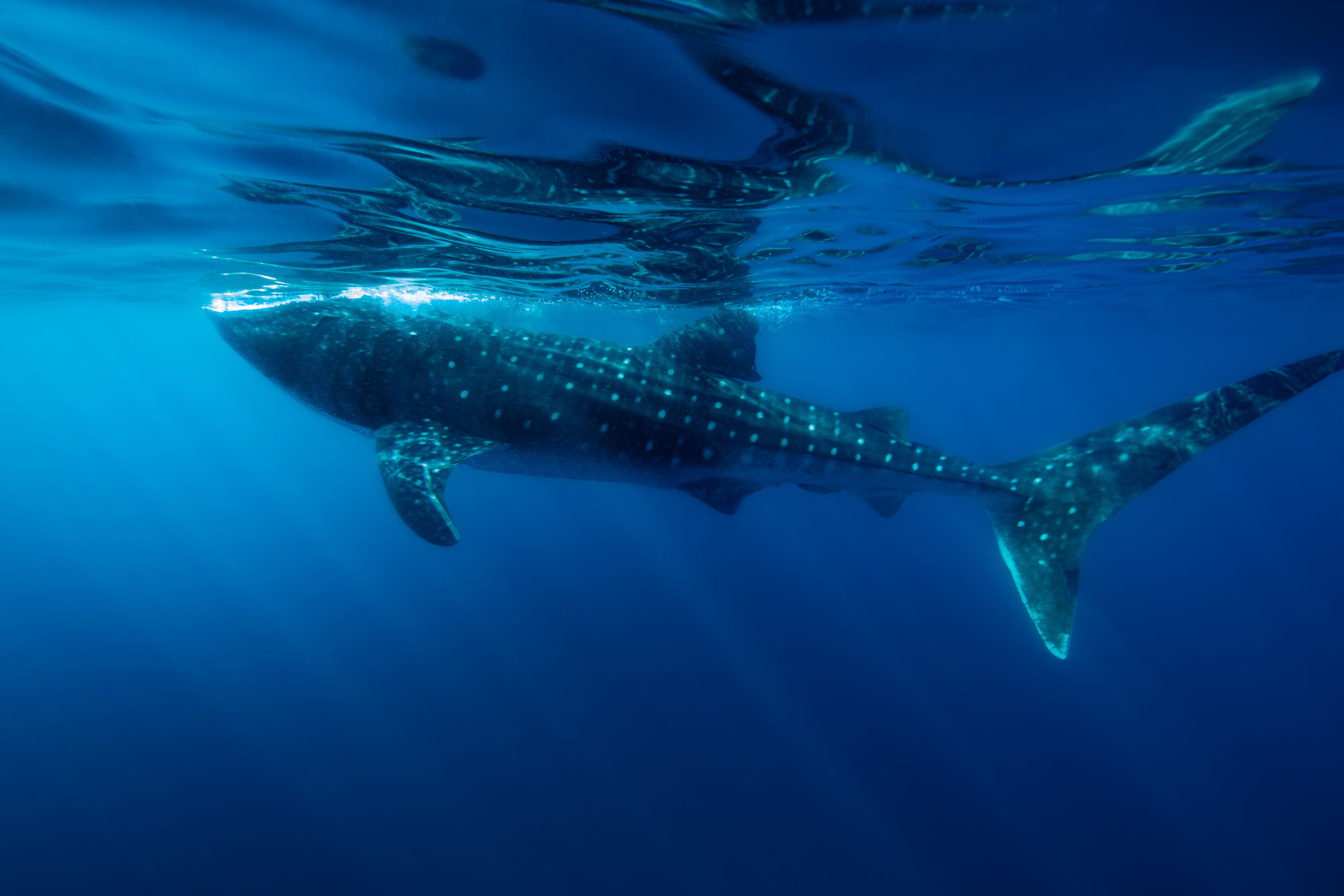 Larger than Life9 (1 of 1).jpg