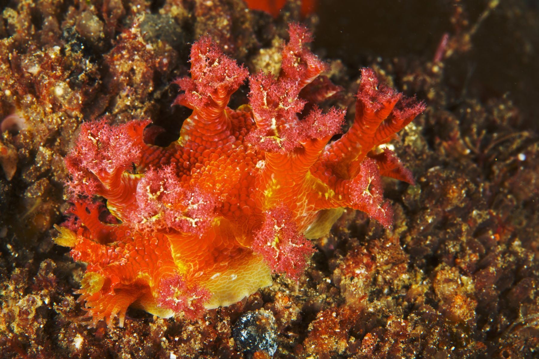 1sea_creatures_and_critters_series13_948