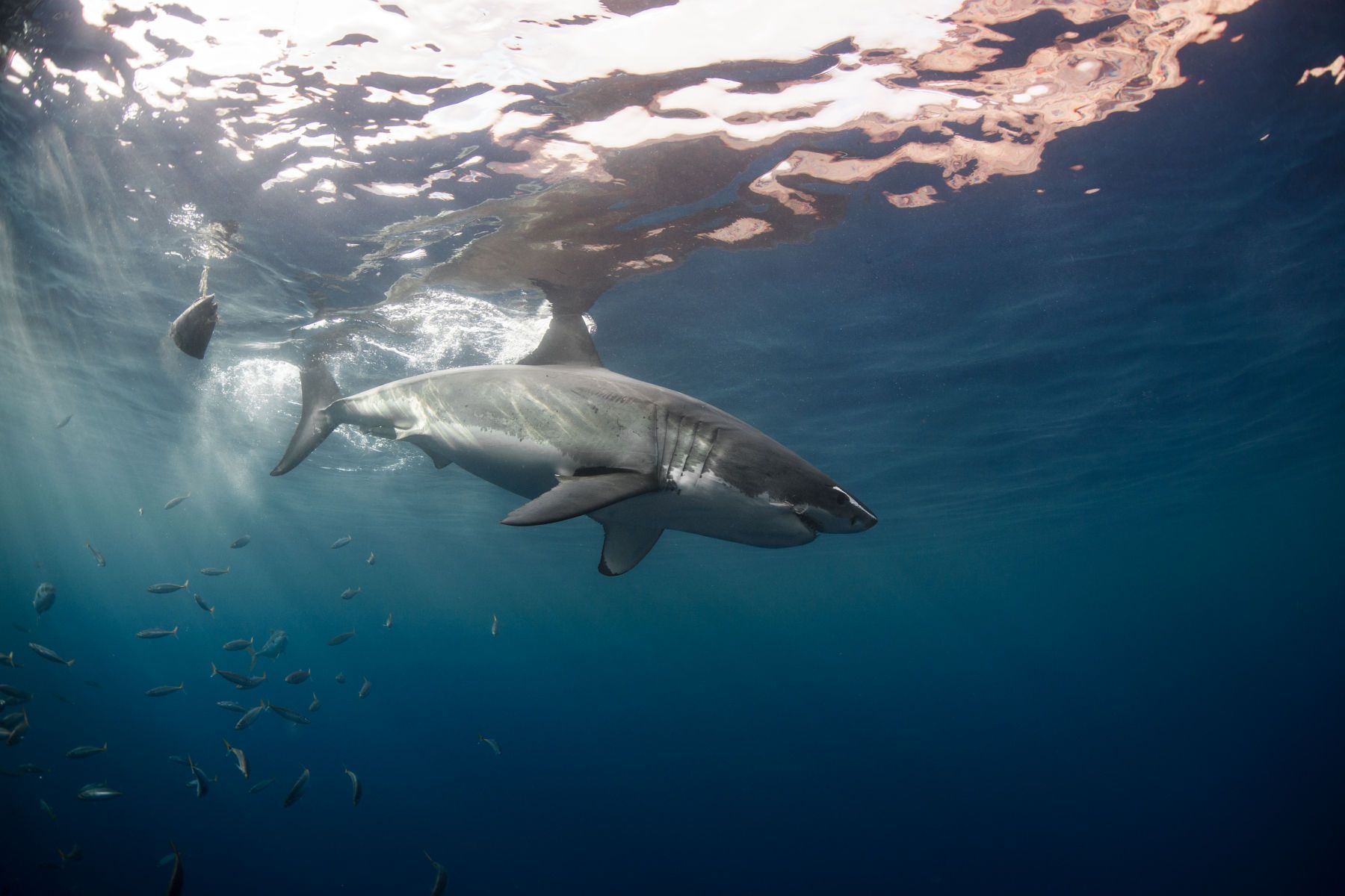 1mastermind14__1_of_1_