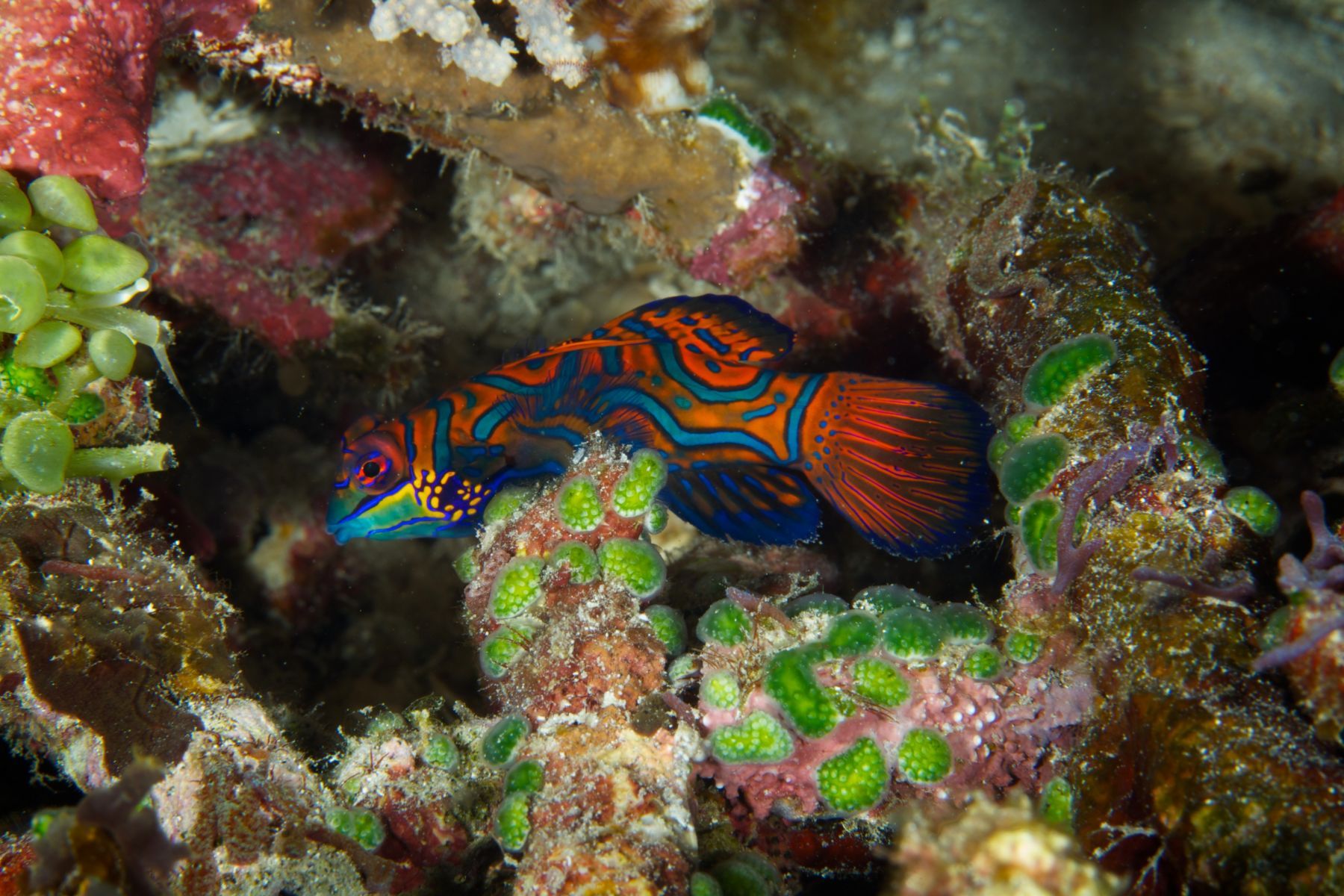 1sea_creatures_and_critters_series16_951